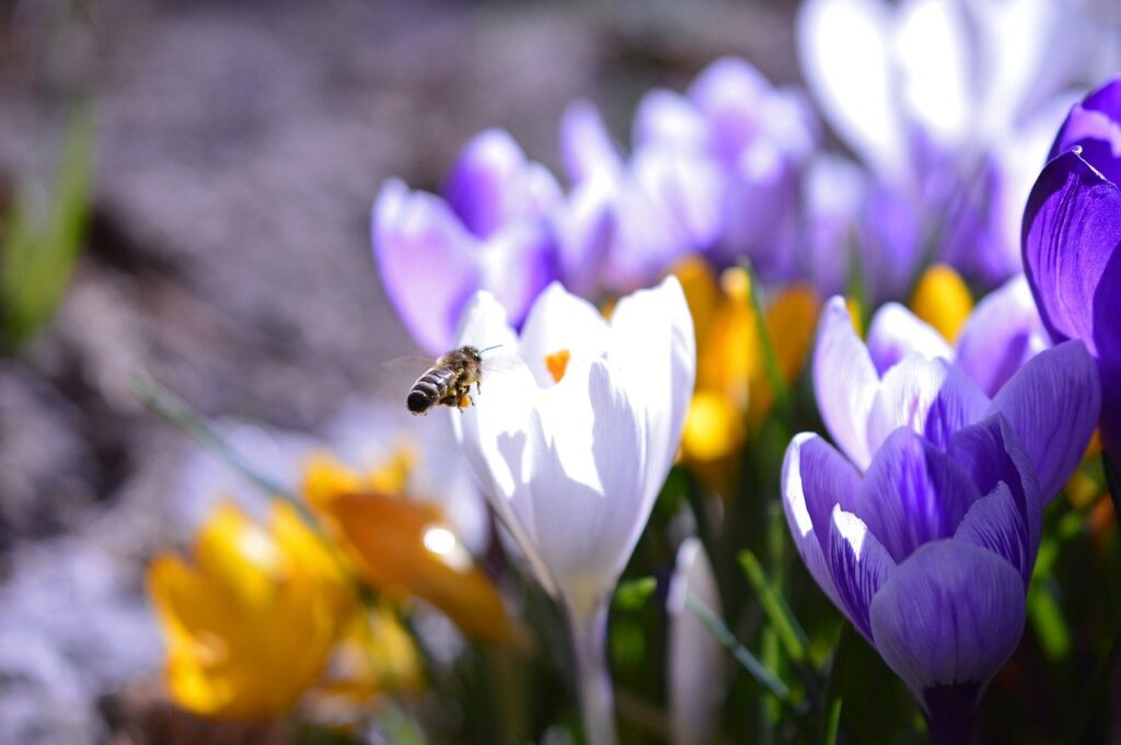 bee visits a white crocus, with yellow and purple crocuses in the background