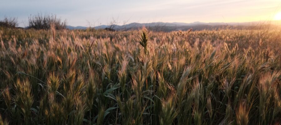crop field at sunset or sunrise with distant mountains.