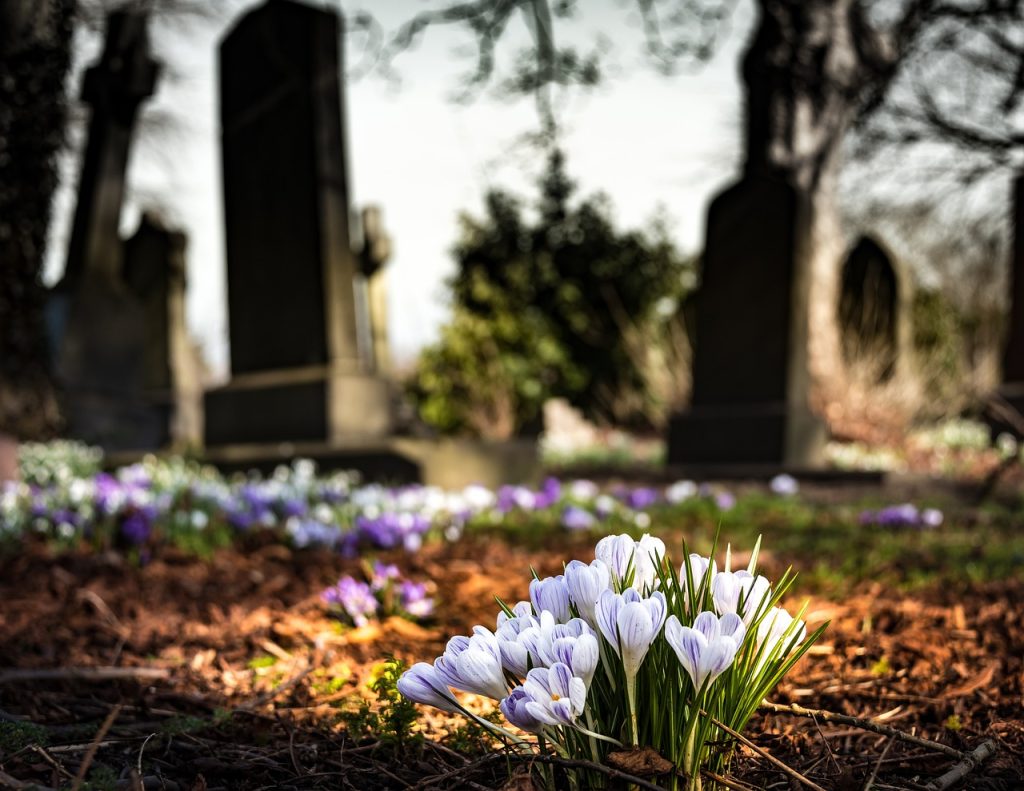 stock photo of crocuses in a graveyard